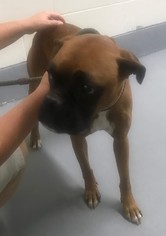 Boxer Dogs for adoption in Fredericksburg, VA, USA