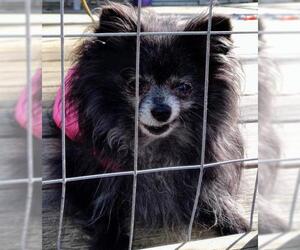 Pomeranian Dogs for adoption in Baileyton, AL, USA