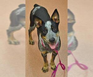 Australian Cattle Dog Dogs for adoption in Ogden, UT, USA