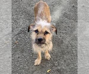 Border Terrier Dogs for adoption in Ramona, CA, USA
