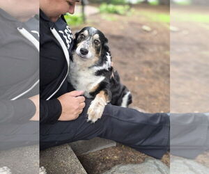 Border Collie-Unknown Mix Dogs for adoption in Princeton, MN, USA