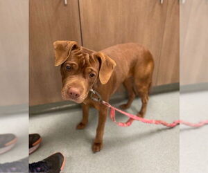 Labralas Dogs for adoption in Baytown, TX, USA