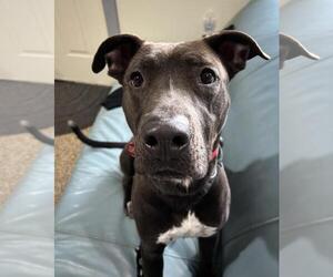 American Pit Bull Terrier-Chocolate Labrador retriever Mix Dogs for adoption in Incline Village, NV, USA