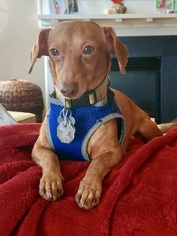 Chiweenie Dogs for adoption in South Weymouth, SC, USA
