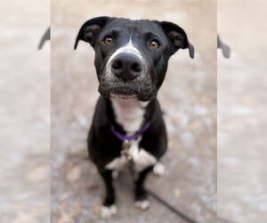 Treeing Walker Coonhound-Unknown Mix Dogs for adoption in Boston, MA, USA