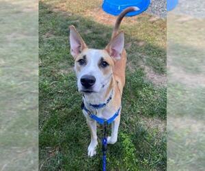 Siberian Husky-Unknown Mix Dogs for adoption in Waterford, VA, USA