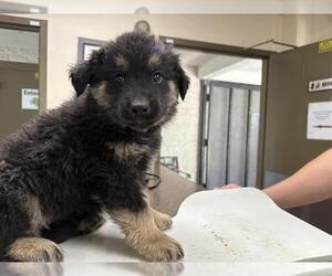 German Shepherd Dog-Unknown Mix Dogs for adoption in Camarillo, CA, USA