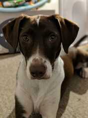 Lab-Pointer Dogs for adoption in Wyckoff, NJ, USA