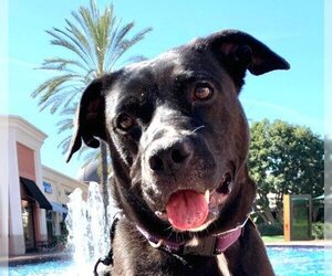 American Staffordshire Terrier-Labrador Retriever Mix Dogs for adoption in Lake Forest, CA, USA
