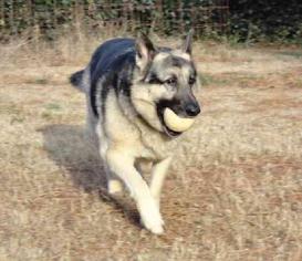 German Shepherd Dog Dogs for adoption in Sterling, VA, USA