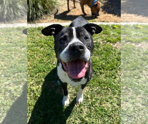 Boxer-Unknown Mix Dogs for adoption in San Diego, CA, USA