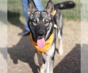 German Shepherd Dog-Unknown Mix Dogs for adoption in San Antonio, TX, USA
