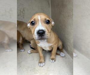 American Pit Bull Terrier-Unknown Mix Dogs for adoption in Oklahoma City, OK, USA
