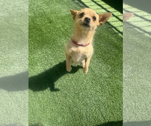 Mutt Dogs for adoption in Tempe , AZ, USA