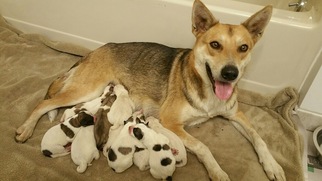 Carolina Dog-Unknown Mix Dogs for adoption in Pottstown, PA, USA