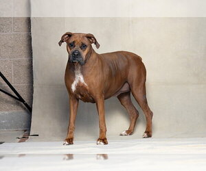 Boxer Dogs for adoption in Jackson, CA, USA
