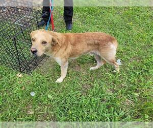 Golden Retriever-Unknown Mix Dogs for adoption in Houston, TX, USA