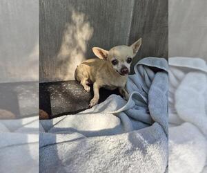 Chihuahua-Unknown Mix Dogs for adoption in San Antonio, TX, USA