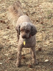 Poochon Dogs for adoption in O Fallon, MO, USA