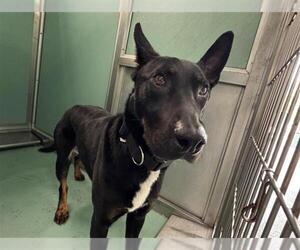 Mutt Dogs for adoption in Moreno Valley, CA, USA