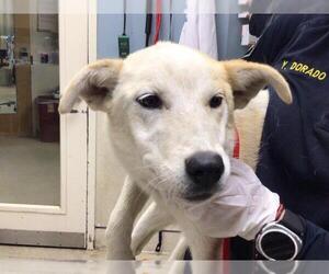 Australian Shepherd-Unknown Mix Dogs for adoption in Riverside, CA, USA