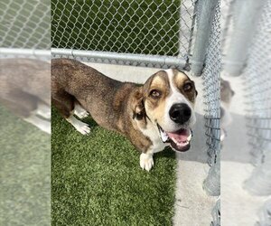 Basset Hound Dogs for adoption in Baytown, TX, USA
