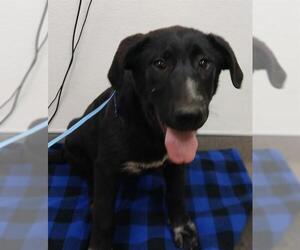Great Pyrenees-Saint Bernard Mix Dogs for adoption in HESPERIA, CA, USA