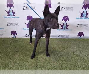 American Pit Bull Terrier-Labrador Retriever Mix Dogs for adoption in Orlando, FL, USA