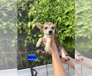 Chihuahua-Spaniel Mix Dogs for adoption in Brewster, NY, USA