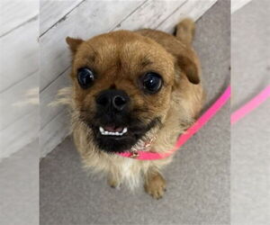 - Mix Dogs for adoption in San Bernardino, CA, USA