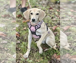 Mutt Dogs for adoption in Westwood, NJ, USA