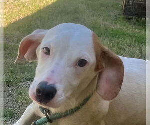 Mutt Dogs for adoption in Tarboro, NC, USA
