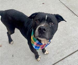 Mutt Dogs for adoption in Tulsa, OK, USA