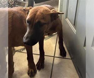 Chow Chow-Unknown Mix Dogs for adoption in San Antonio, TX, USA