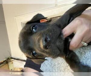 Boxador Dogs for adoption in Grand Haven, MI, USA