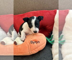 Chihuahua-Unknown Mix Dogs for adoption in Lakewood, CO, USA