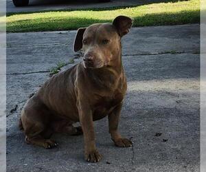 American Staffordshire Terrier-Unknown Mix Dogs for adoption in San Antonio, TX, USA
