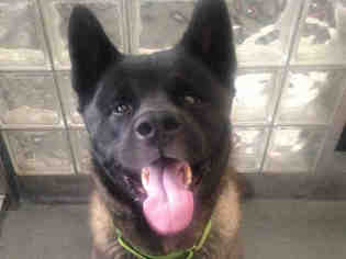 Akita Dogs for adoption in Pittsburgh, PA, USA
