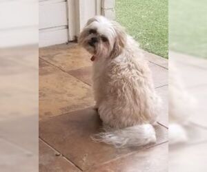 Shih Tzu Dogs for adoption in Dallas, TX, USA