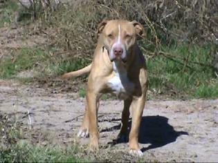 Miniature Schnauzer-Unknown Mix Dogs for adoption in North Richland Hills, TX, USA