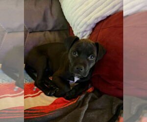 Medium Photo #8 Mutt Puppy For Sale in Tarrytown, GA, USA