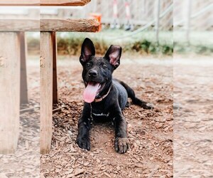 Shepradors Dogs for adoption in Peachtree City, GA, USA