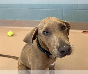 Redbone Coonhound Dogs for adoption in Plano, TX, USA