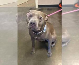 Mutt Dogs for adoption in Rockwall, TX, USA