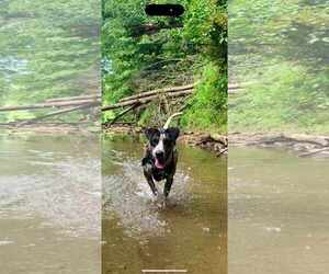 Mountain Cur-Unknown Mix Dogs for adoption in Frenchburg, KY, USA