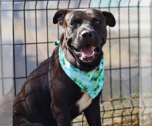 American Staffordshire Terrier-Unknown Mix Dogs for adoption in San Antonio, TX, USA