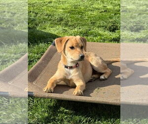 Beagle-Unknown Mix Dogs for adoption in Aurora, IN, USA