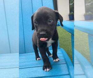 Labrador Retriever Dogs for adoption in Coppell, TX, USA