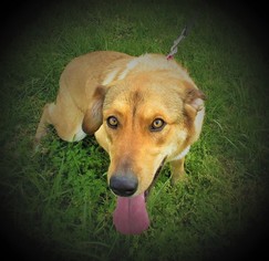 Shepradors Dogs for adoption in Centerton, AR, USA