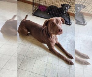 Mastador Dogs for adoption in Brewster, NY, USA